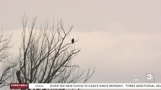 Spring and birding go wing in wing