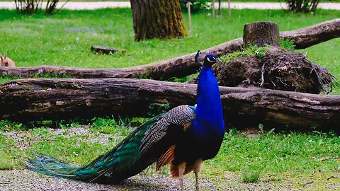 peacock animals