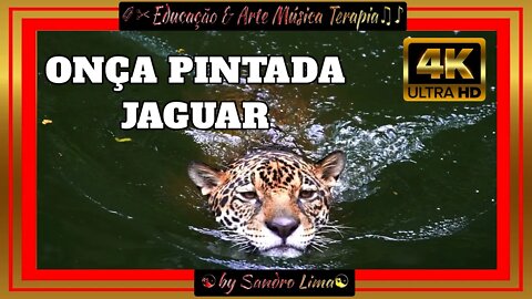 🐯Animais do Brasil || 🐯Onça Pintada🐯| Amazônia, Pantanal, Som dos Animais, Animais da Fazenda | VFX