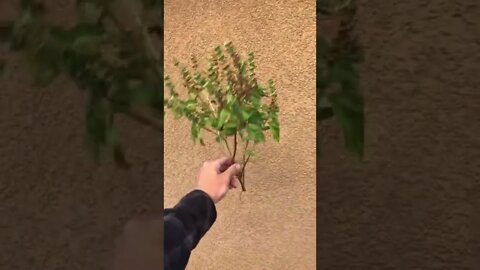 What Bolting Basil plant Looks Like