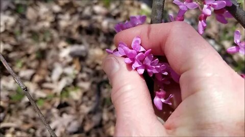 Redbud blossoms and Fordhook limas