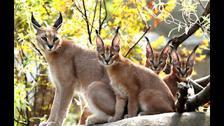 Royal Oak community on the lookout for a wild Caracal cat on the loose