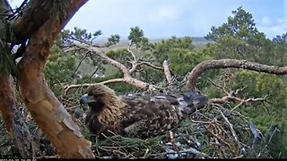 Golden Eagle Rolls Eggs & Tidies Nest 🦅 3/31/22 14:05