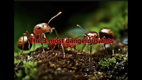 The three most dangerous ants in the world