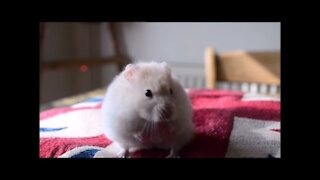 Smart Hamster Does Spinning Trick