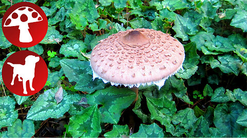 Wild Mushroom Picking - Macrolepiota Procera