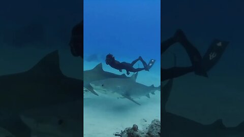 In the Bahamas, the practice of diving with tiger sharks without cages is becoming more common...
