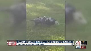 Don't mess with Mama possum