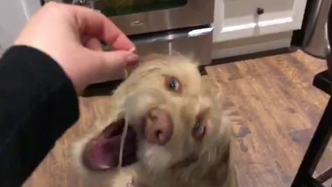Puppy is too excited for spaghetti to speak