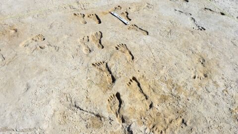 White Sands Fossil Tracks