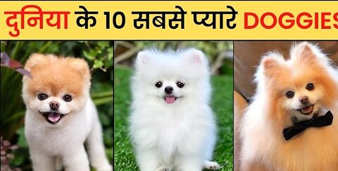 ❤️😍 दुनिया के 10 सबसे cute dogs | Top 10 Cute Dogs in the world(हिंदी में)2023