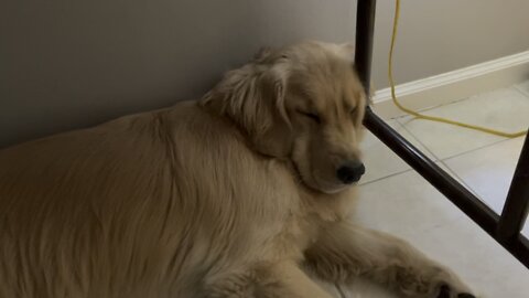 Sleepy Golden Retriever Puppy Snoring