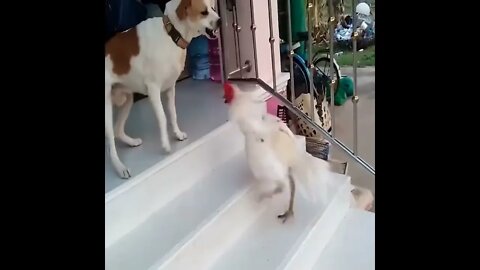 Dog vs Rooster Fighting 😭😭