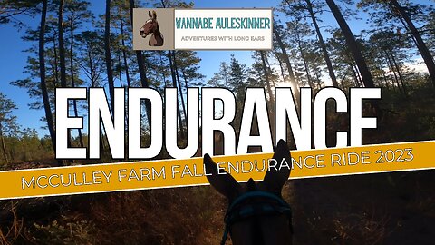 Endurance Mule- McCulley Farm Fall Fling Ride 2023