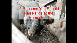 5 Reasons You Should Raise Pigs at the Homestead