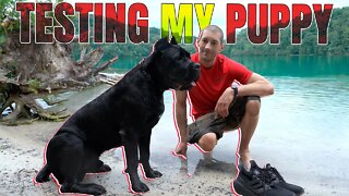 Testing Puppy Cane Corso With Distraction Raw Video