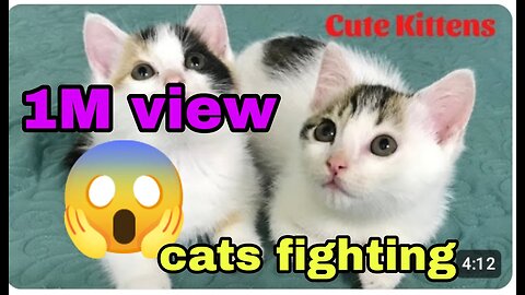 Cute Cats Fighting|cats Fighting