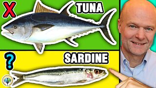 Top 5 Best Fish You Should NEVER Eat & 5 Fish You Must Eat