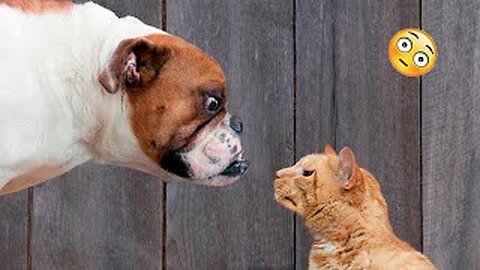 Funny Dogs And Cats Videos 2024 😅 - Best Funniest Animal Videos