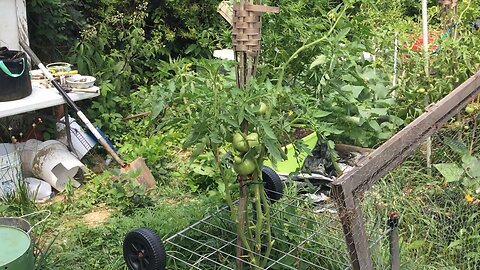 A look inside the veggi garden