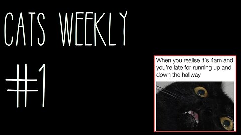 Cats Weekly (#1) – Is this fur-real?