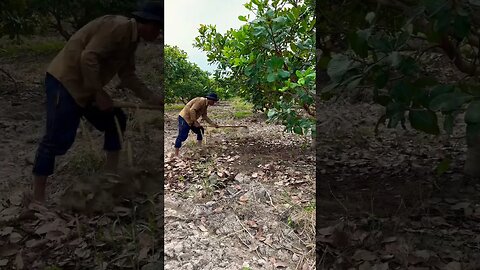 Cashew farm