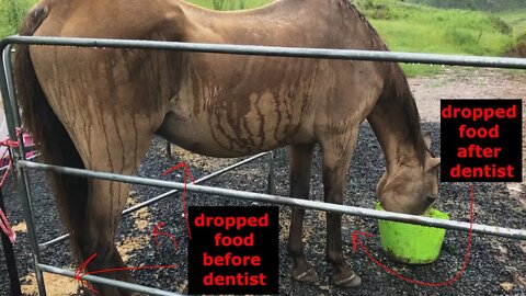 Review of rescue horse after dentist visit. He's not dropping food and holding onto his weight