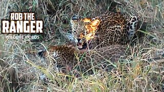 Leopard And Cubs Interact Before Eating | Archive Wildlife Footage