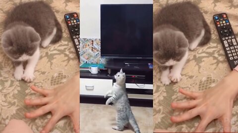 Funny And Cute Cat's Life part 4 cat's and owners are the best friends videos