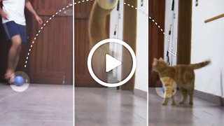 Sissi The Red Cat - The best goalkeeper in meow world!