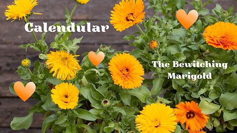 Calendula - The Bewitching Marigold