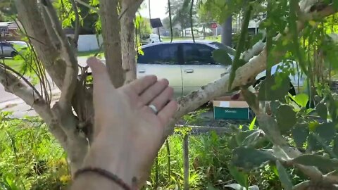 Moringa Harvest in Gulfport, Fl