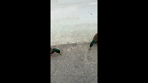 Ducks Eating Foods On The Ground