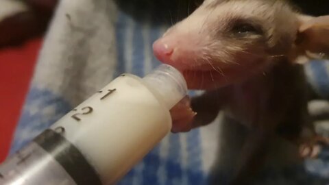 Just too much cuteness|Feeding Baby Opossum|Orphan