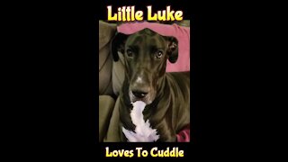 Luke Loves to Cuddle