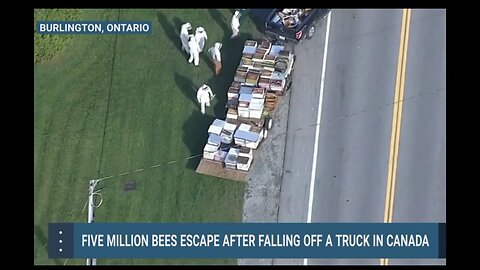 The Unfortunate Incident of Five Million Bees Falling from a Truck in Canada" shorts, news,