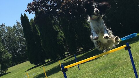 Hyper dog flies through the course