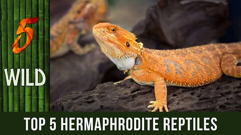 Top 5 Hermaphrodite Reptiles That You Don’T Know | 5 WILD