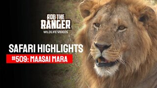 Safari Highlights #509: 11th October 2018 | Maasai Mara/Zebra Plains | Latest Wildlife Sightings