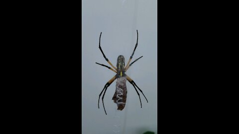 Giant spider eating a moth