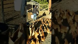 #feedingtime #dinner #chickens #homesteading #farm #farmanimals #farmchores #farmlife