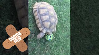 Sporty Turtle Plays With Football Like A Pro - DoctorViral