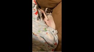 Princess snuggled up under a blanket