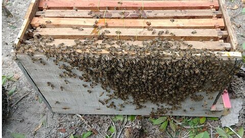 Captura de enxame de abelhas apis em Cupim para Caixa | Canal Conectados Hoje