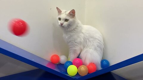 Do Cat Like Ball Pits