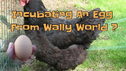Incubating An Egg From Wally World ?