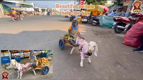 Yoyo takes goat to harvest vegetables sell and help people around
