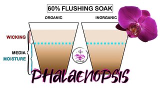 Watering Phalaenopsis Orchids Ultimate Guide All Conditions Organic & Inorganic Media #ninjaorchids