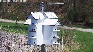 Purple martins return to MCP Wetlands martin house 4-26-2021