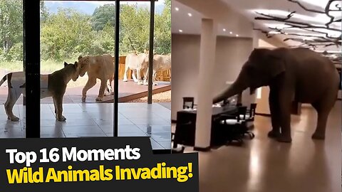 Top 16 Wild Animals Invading Homes & Businesses - Wild Animal Encounters
